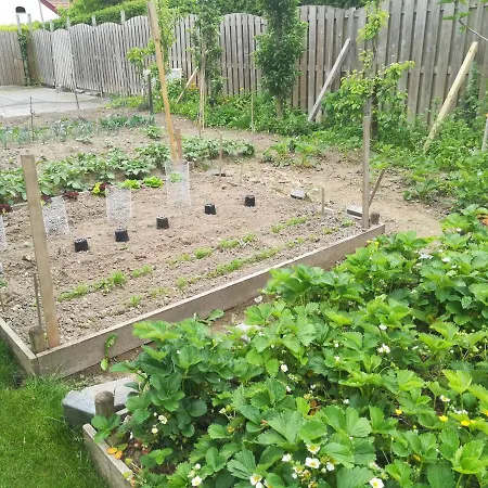 Liberation Margraten